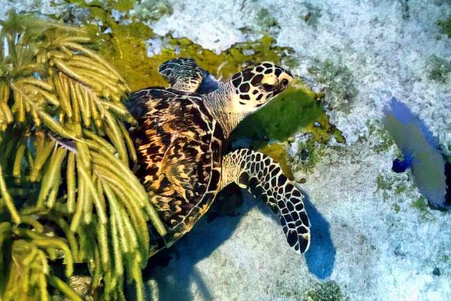 Young Hawksbill Turtle, Nice Shell