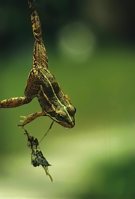 European Frog