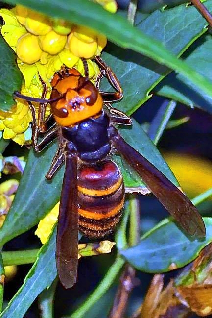 Japanese Red Wasp, Feeding, Japanese Hornet (Vespa mandarinia japonica)