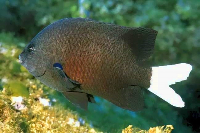 Black White Damselfish, Similiparma hermani - Endemic Fish