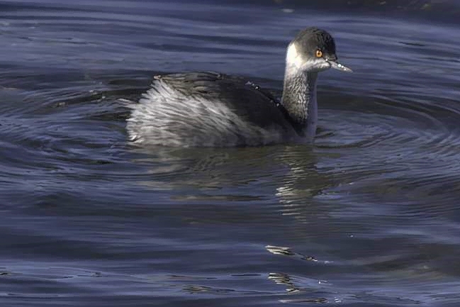 Yellow-Eyed Grebe, Tokyo Bay