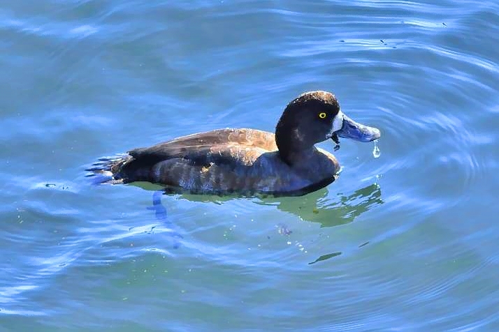 Another Duck Tokyo Bay 