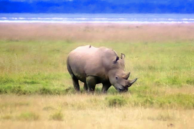 White Rhino Frontal 