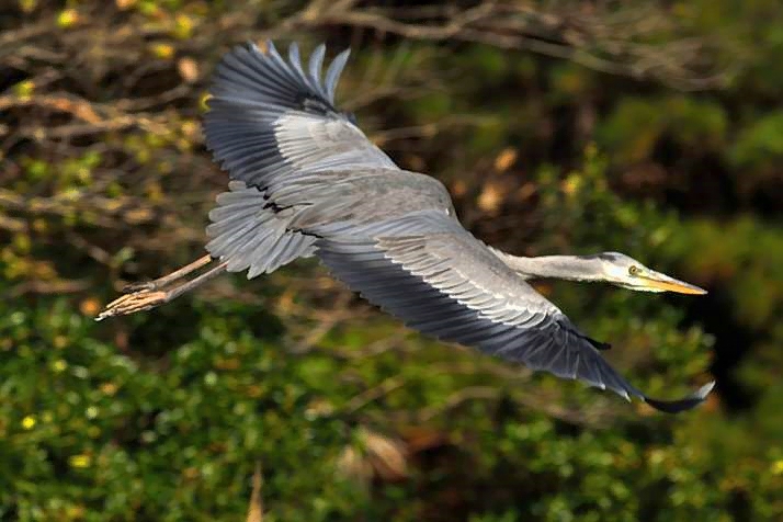 Grey Heron Forest Flight 