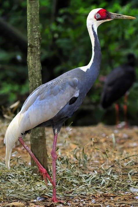 Japanese Imperial Crane