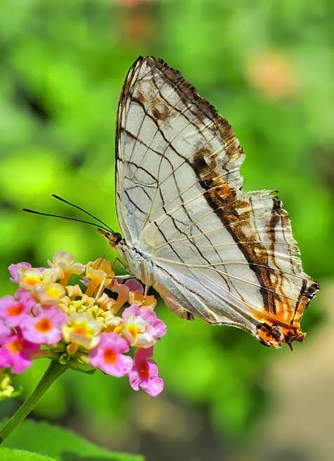 Moth