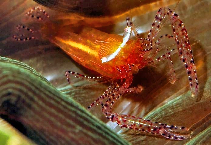  Anemone Commensal Shrimp,Periclimenes ornatus 