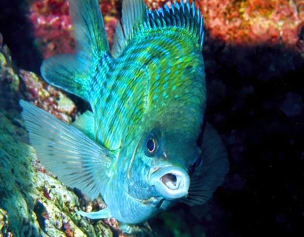 Indo-Pacific Sergeant, Abudefduf vaigiensis, Frontal, Guarding the Eggs