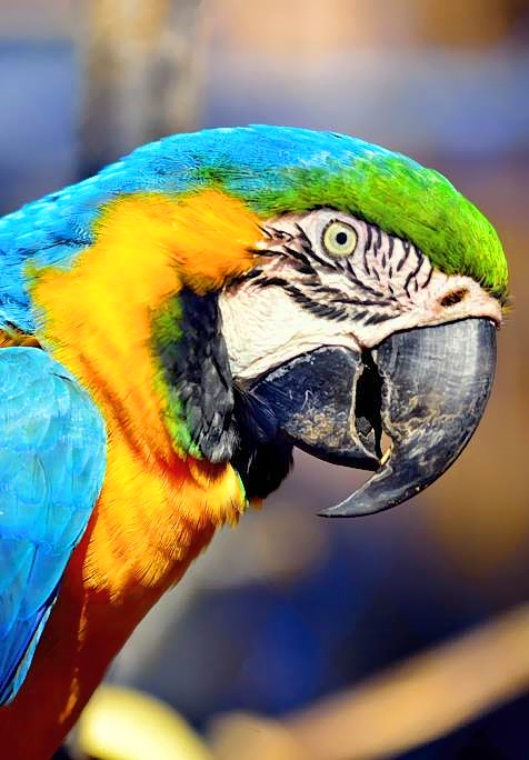Parrots Eye