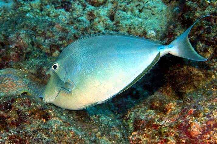Bluespine Unicornfish Naso unicornis, Eating