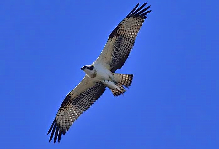 White Eagle, With Big Fish