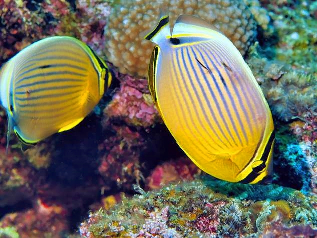 Redfin Butterflyfish Chaetodon lunulatus-Pair