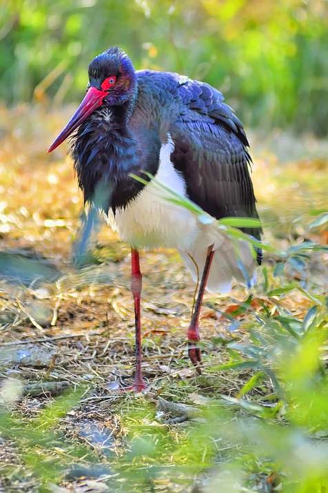 Black Stork in Winter