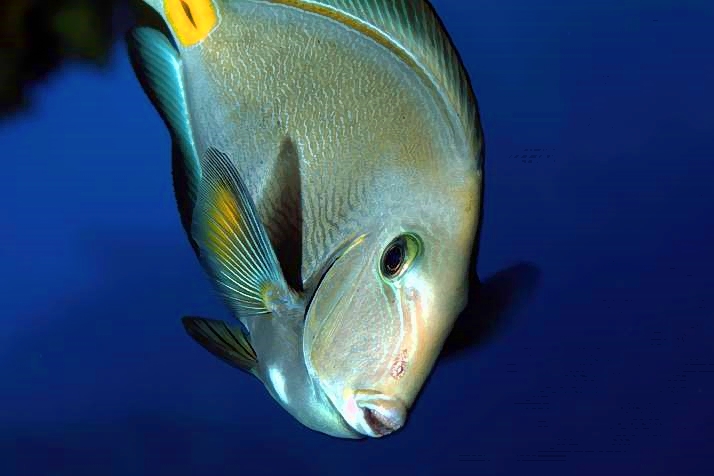 Atlantic Razorfish, Close