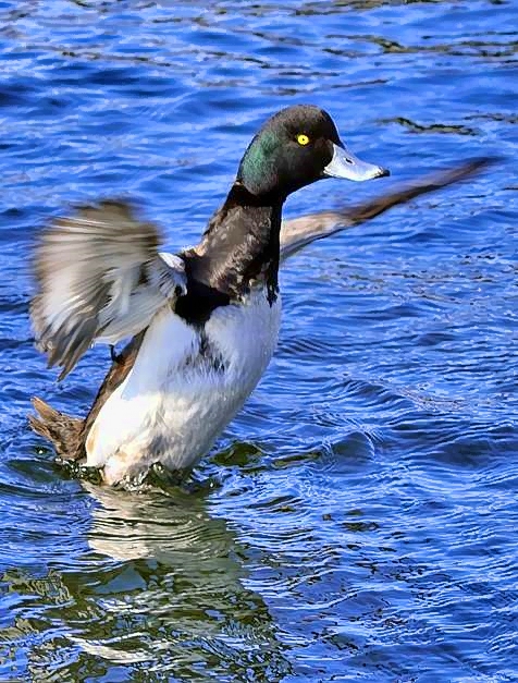 Tufted Duck Stretching Wings