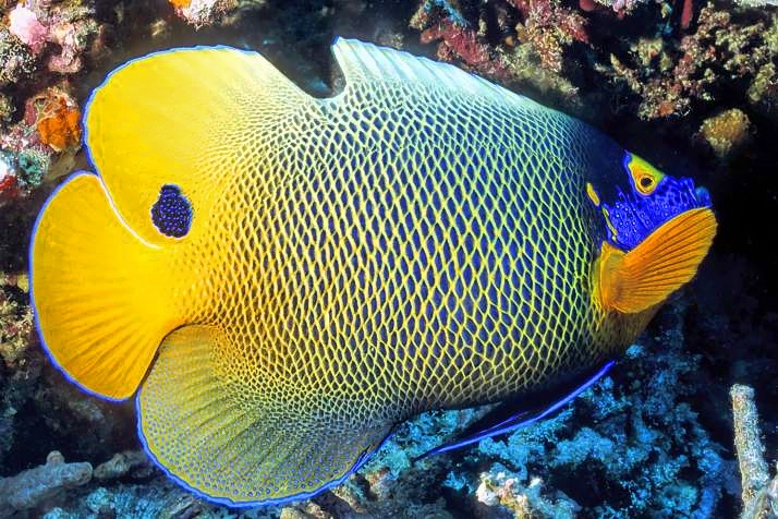 Yellow-Mask Angelfish  Pomacanthus xanthometopon