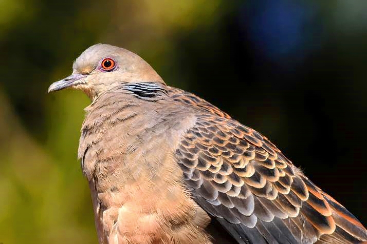 Eye of Turtle Dove