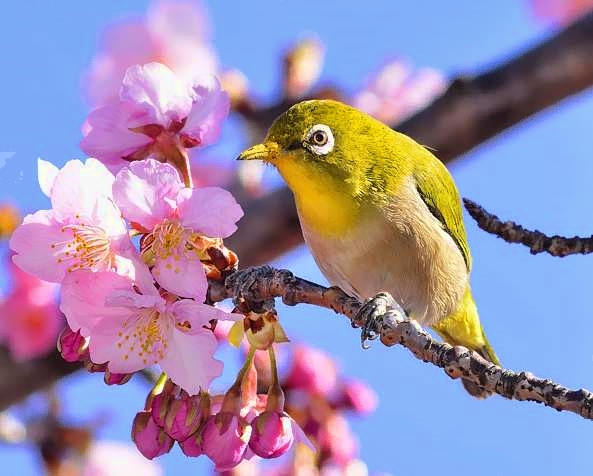 Mejiro On Sakura 