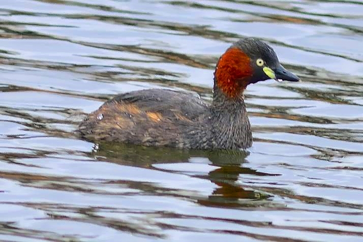 Litle Grebre, Tachybaptus ruficollis poggei ,
