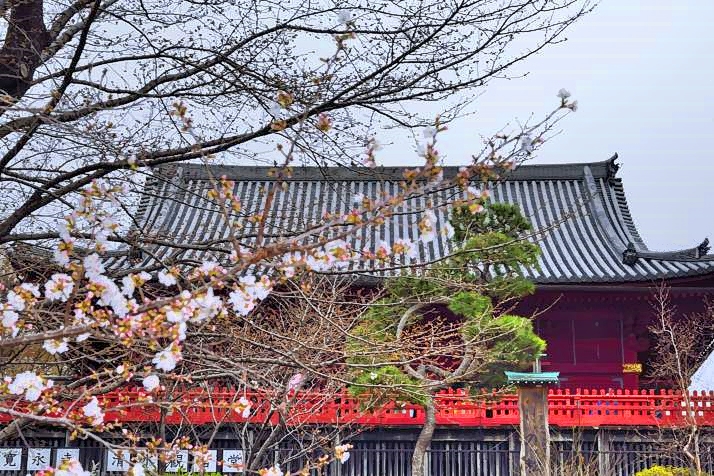 Sakuras Beginning 
