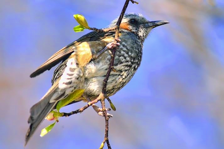 Blubul Eating Flower Buds 