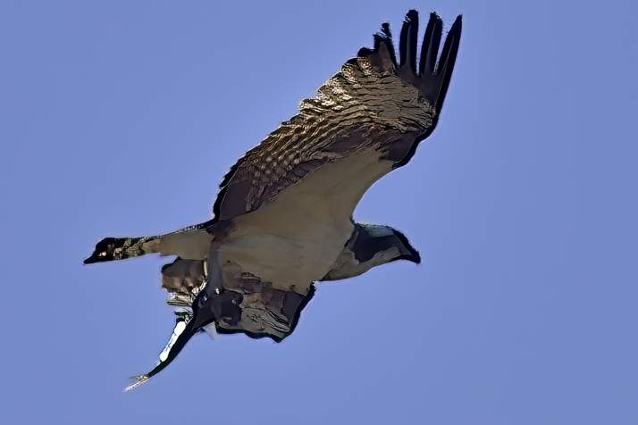 Eagle, With Fish,  in Claws