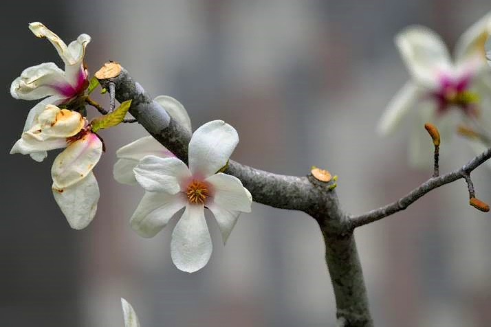 Magnolias From My Balcony