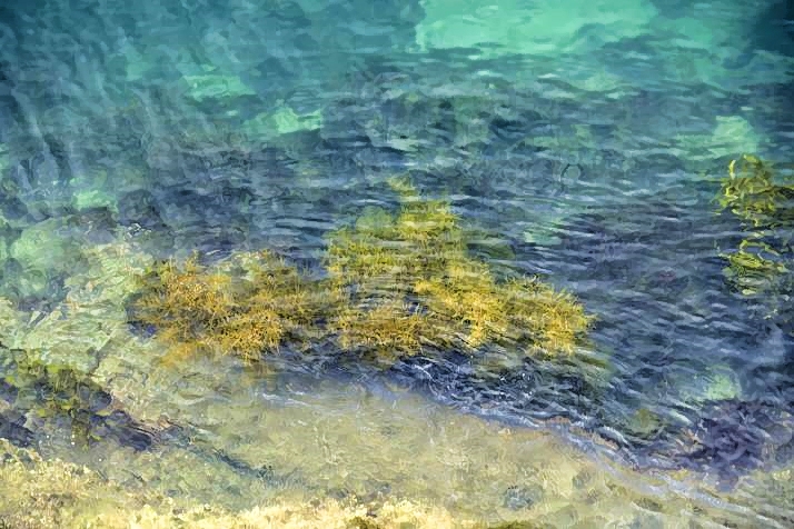 Seaweeds From Outside