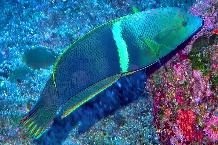 Labridea           