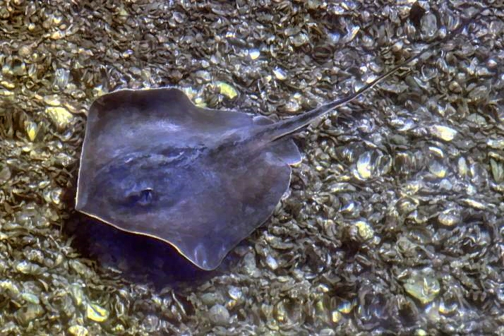 Small Ray at Bay From Top