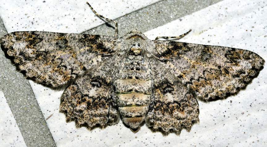 Moth on the Wall