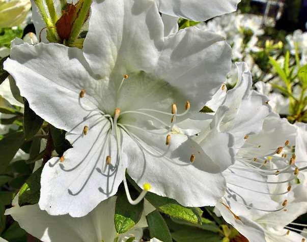 White Flowers, All Around The House