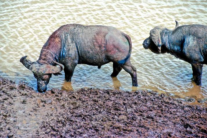 African Water Buffalos, Drinking at Water Hole