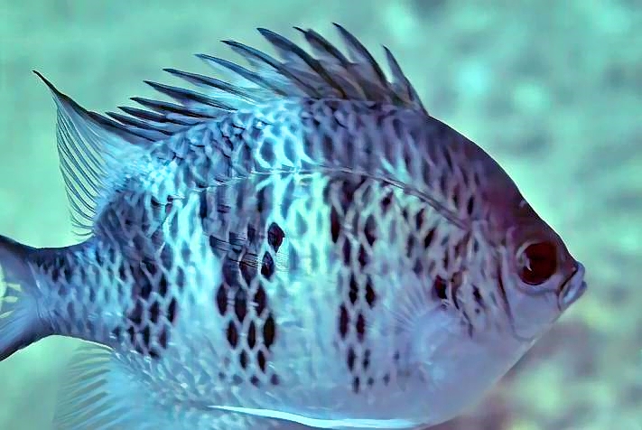Hawaiian Sergeantfish: Abudefduf abdominalis, Lateral