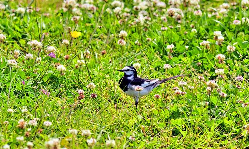 Bird On a Field of Flowers