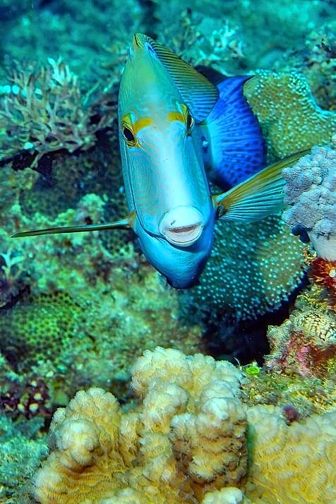 Razorfish Frontal 