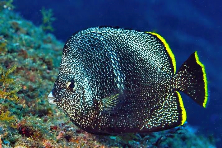 Wrought Iron Butterflyfish, Eating Mouth Opened