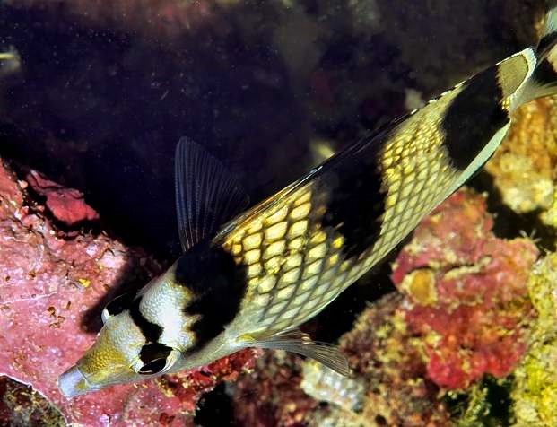 Asian Butterflyfish, Chaetodon argentatus, From Above