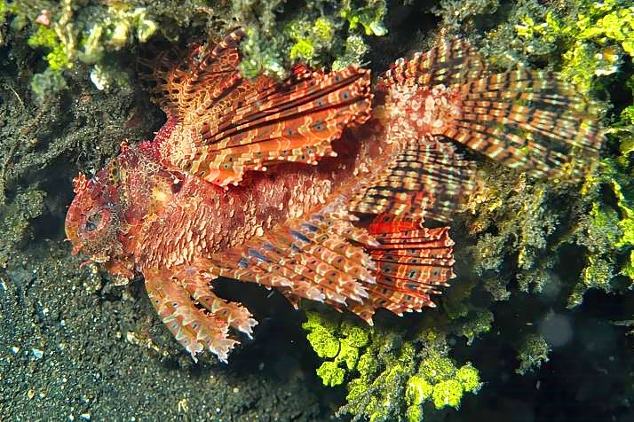 Lionfish, Sleeping on Plants