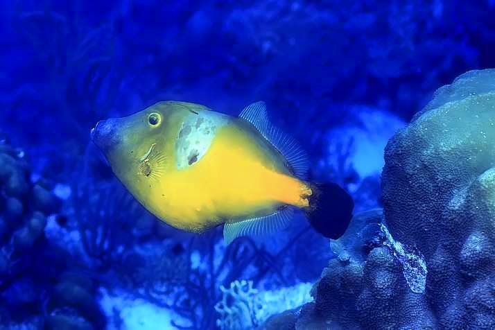 Whitespotted Filefish (Yellow Phase), Cantherhines macrocerus