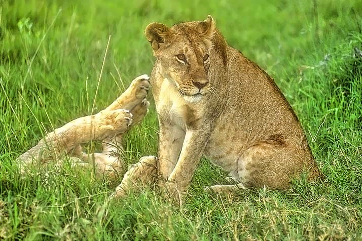 Playing at Sunrise