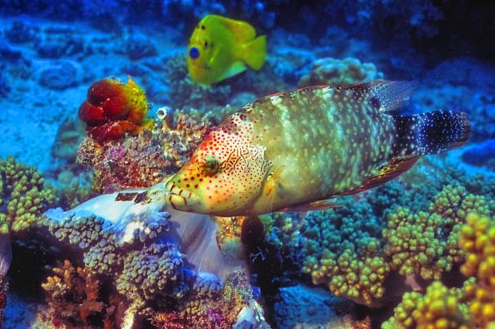 Labridae and Angelfish 