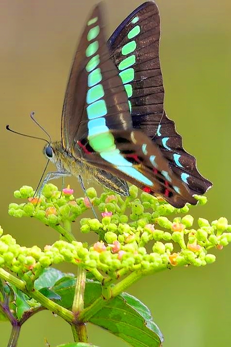 Green Butterfly