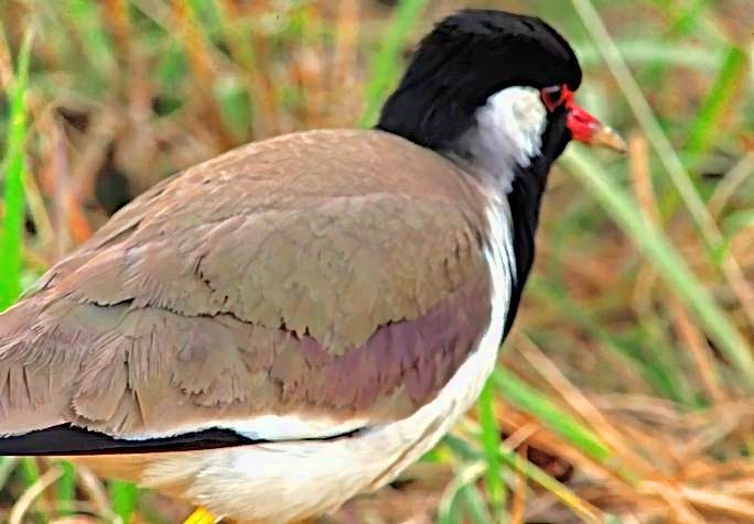 India Bird Before Dawn