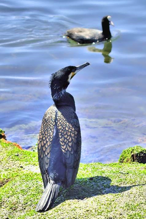 Cormorant Looking at Coot 