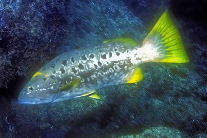 Grouper