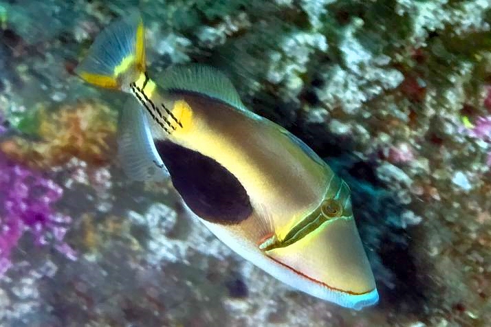 Another Picasso Triggerfish, Rhinecanthus verrucosa, Blackpatch Triggerfish