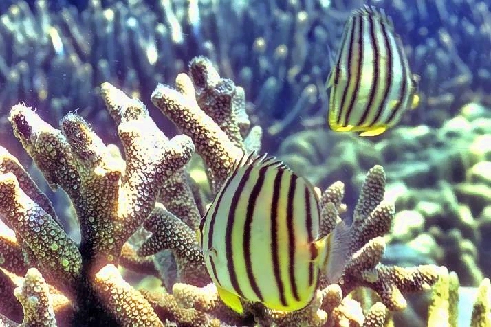 Couple Butterflyfish - Chaetodon octofasciatus,  Eightband Butterflyfish