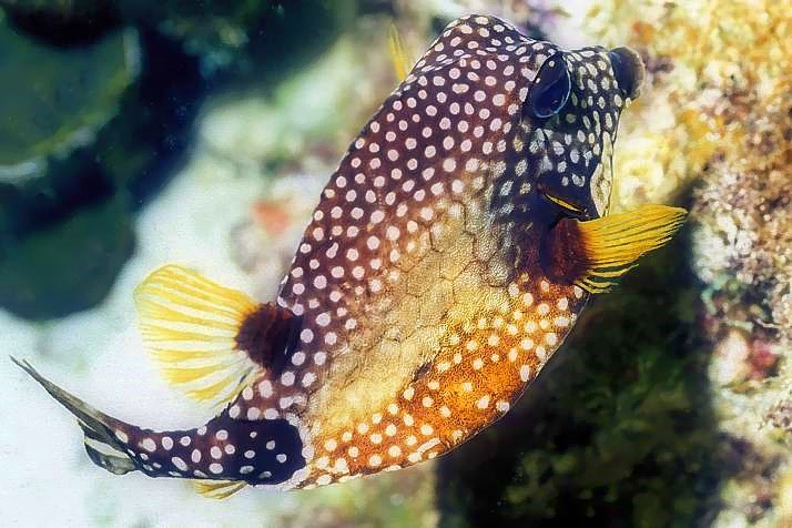 Spotted Trunkfish, Lactophrys bicaudalis