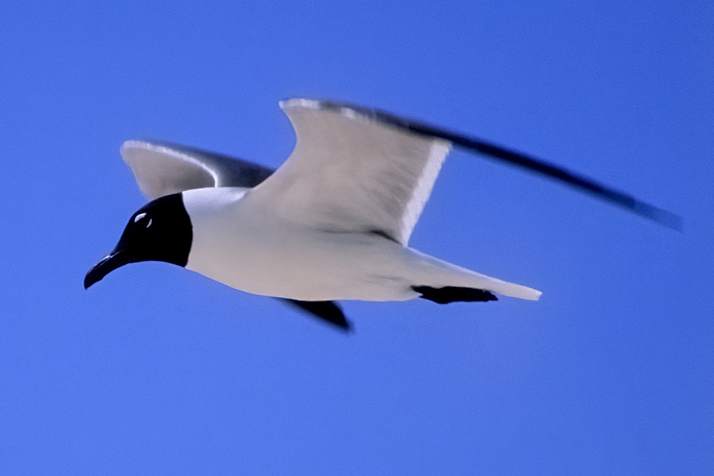 Seagull Larus ridibunda